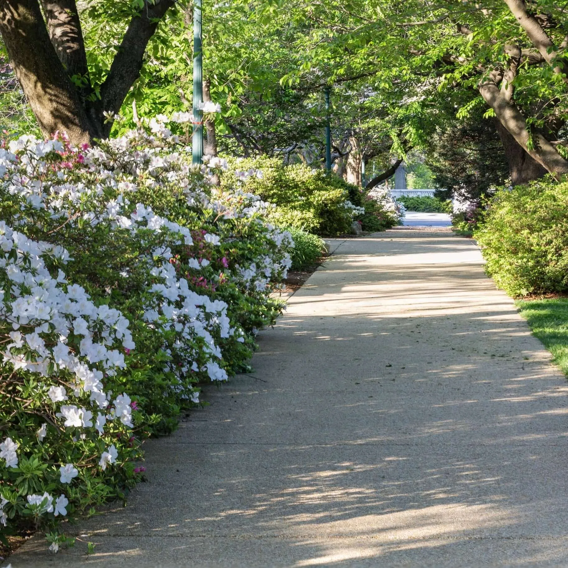 Azalea 'Alaska'