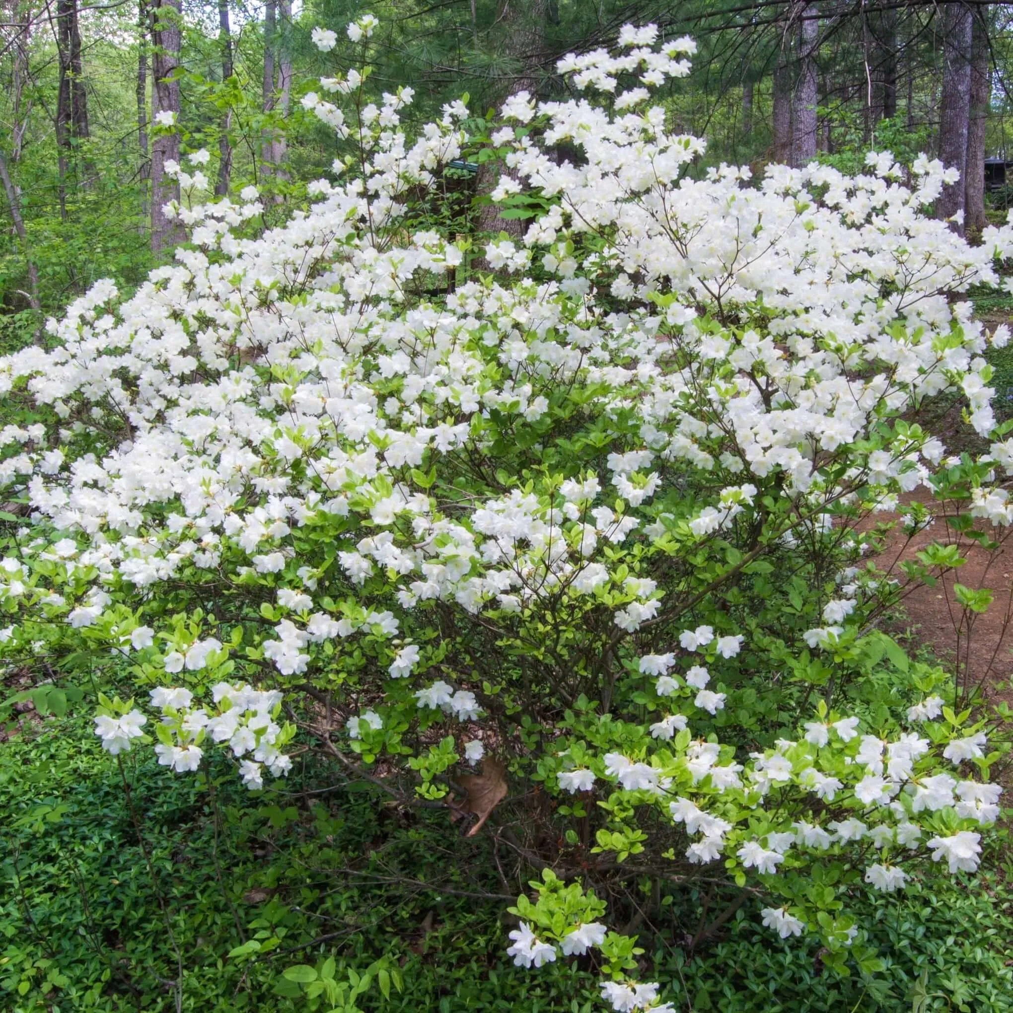 Azalea 'Alaska'